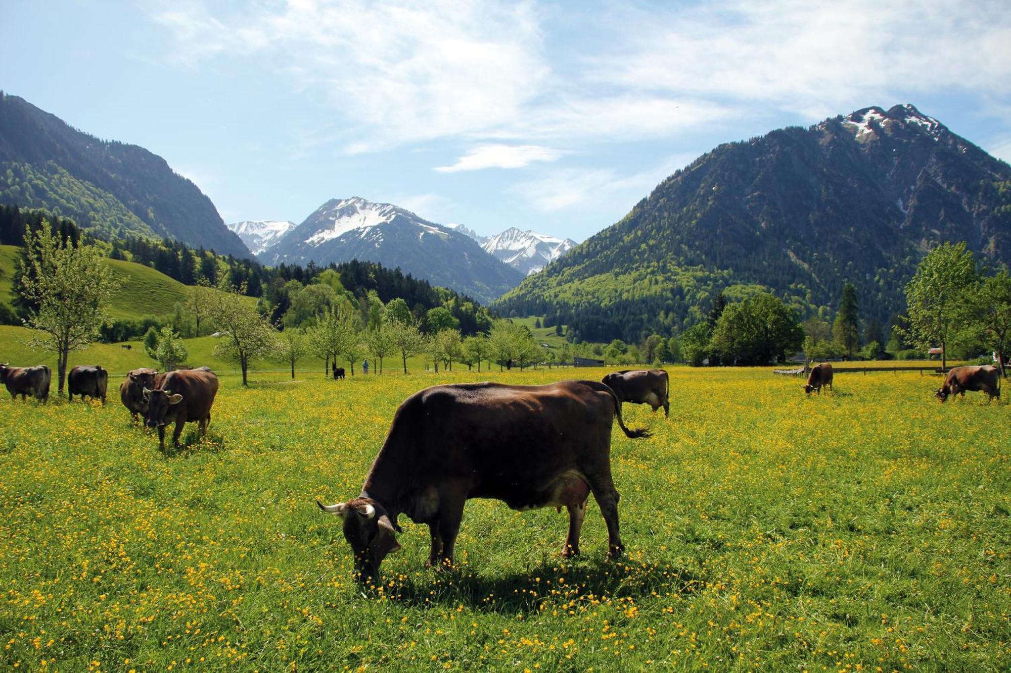 Landhaus Berktold Oberstdorf Chambre photo